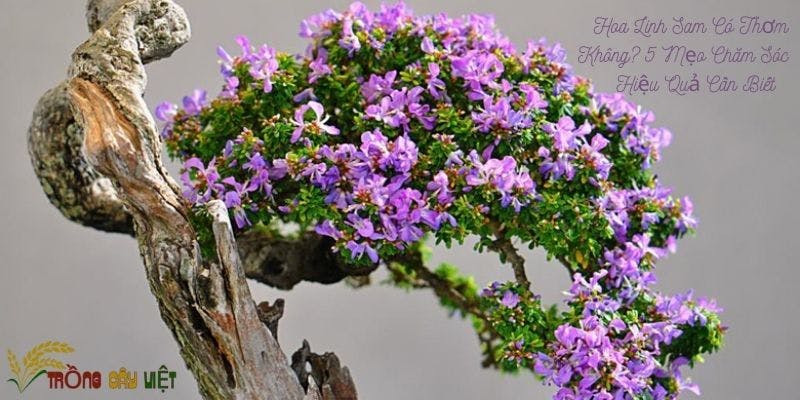 Hoa Linh Sam Có Thơm Không? 5 Mẹo Chăm Sóc Hiệu Quả Cần Biết&nbsp;&nbsp;