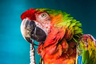 red, yellow, and green parrot
