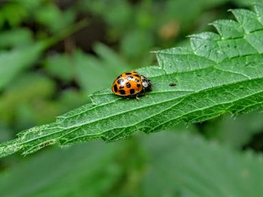 orange and black bug on green leaf