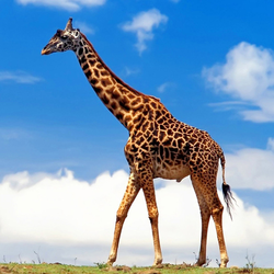 250px-长颈鹿三次元.png