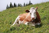 260px-Cow_(Fleckvieh_breed)_Oeschinensee_Slaunger_2009-07-07.jpg