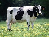 250px-Cow_female_black_white.jpg