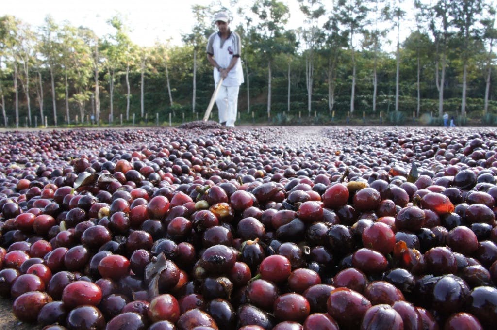 el-salvador-coffee.jpg