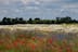 red and white flower field under white clouds and blue sky during daytime