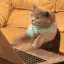 typingcat.gif