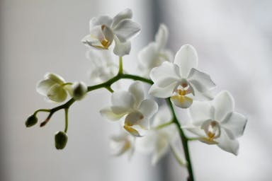 white moth orchid