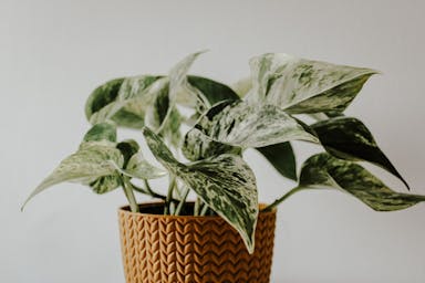 a potted plant sitting on top of a wooden table