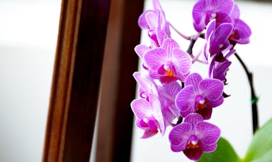 a close up of flowers