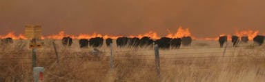 incendio.webp