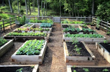 Raised Bed Garden from A - Z  What to Know  joe gardener®.png