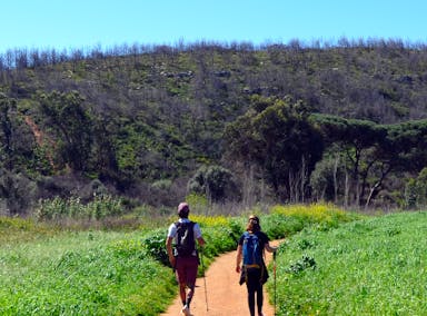 walkingguincho.png