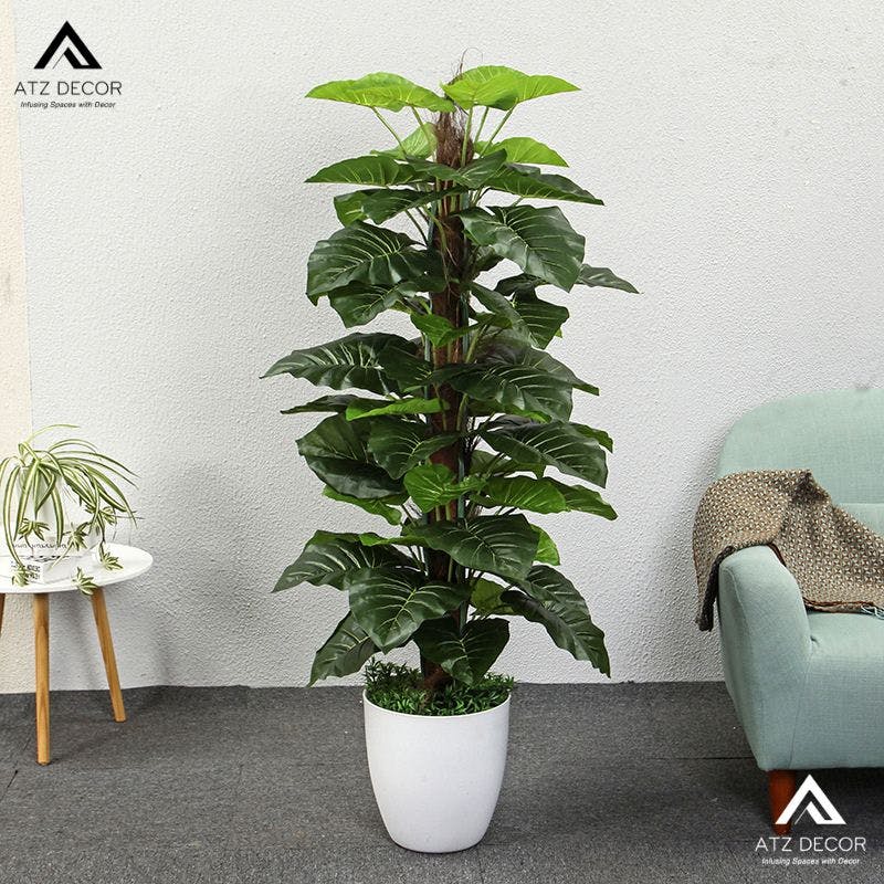 cay trau ba leo cot gia decor dep mat.jpg