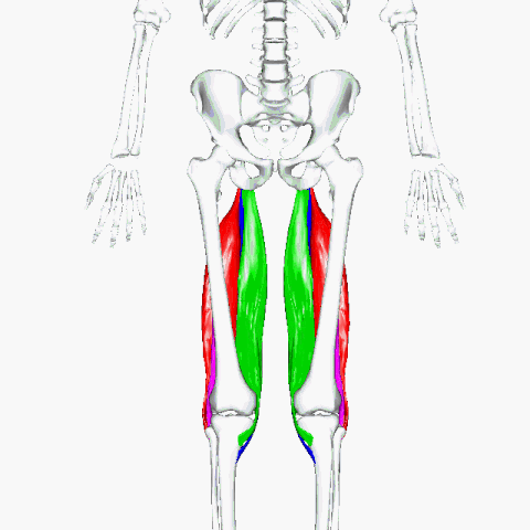 480px-Hamstrings.gif