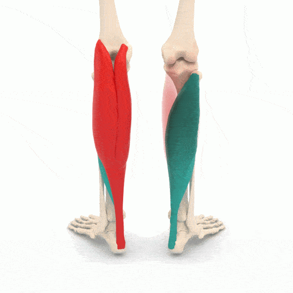 Triceps_surae_-_animation.gif