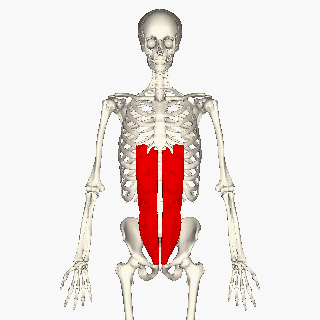 Rectus Abdominis.gif