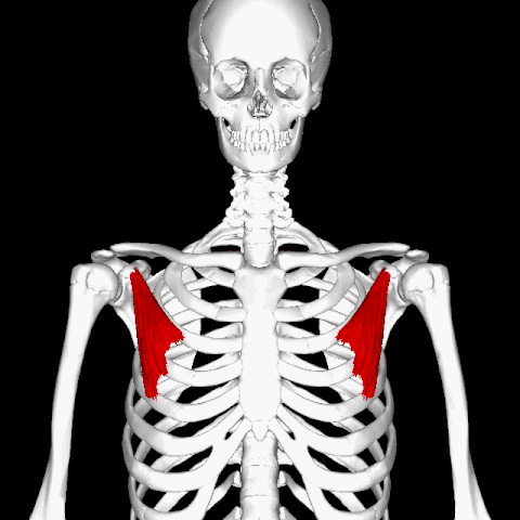 480px-Pectoralis_minor_muscle_animation.gif