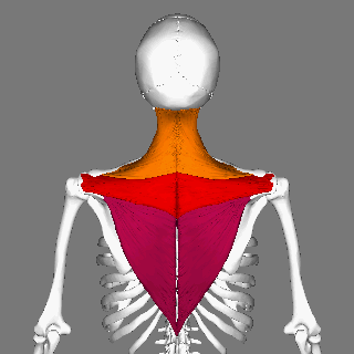 Trapezius_animation_small2.gif