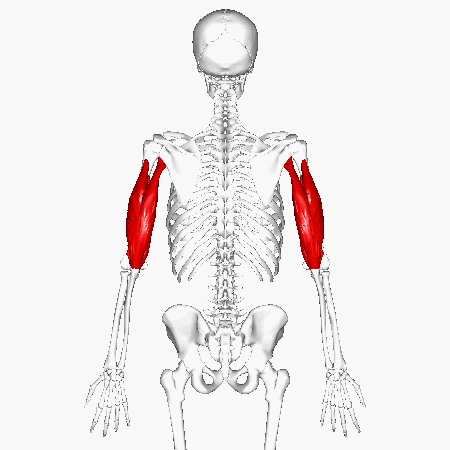 Triceps_brachii_muscle_-_animation03.gif