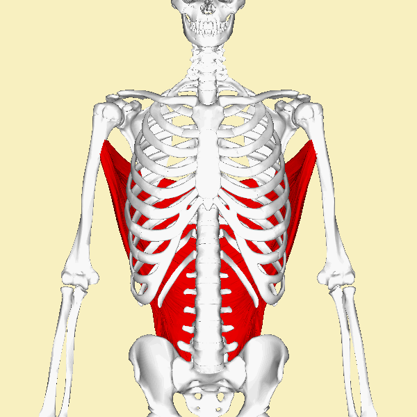 Latissimus_dorsi_muscle_animation.gif