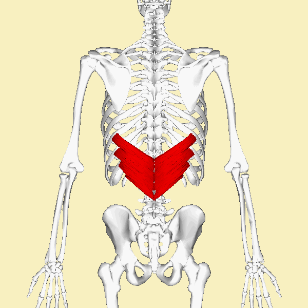 Serratus_posterior_inferior_muscle_animation.gif
