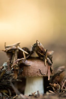 Mushroom - mason-unrau-BiuKlasmRwg-unsplash.jpeg 