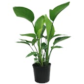 costa-farms-house-plants-10white-64_1000.jpg