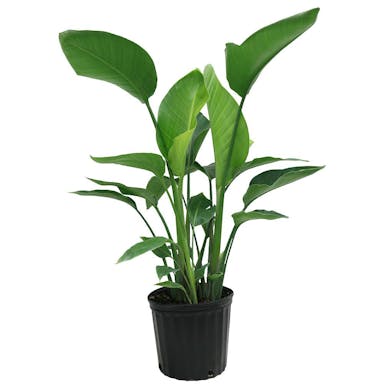 costa-farms-house-plants-10white-64_1000.jpg