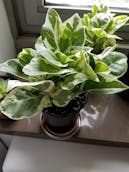 20201011_123042.jpg