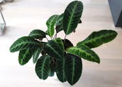 calathea-varieties-3.jpg