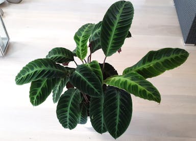 calathea-varieties-3.jpg