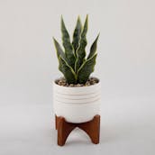 Snake-plant-Sansevieria-in-Mid-Century-Modern-Painted-Pot-with-Wooden-Stand-8b9eabaf-c55c-4afd-a333-65c33f739510.jpg