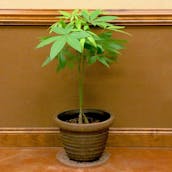 national-plant-network-house-plants-hd1072-64_1000.jpg
