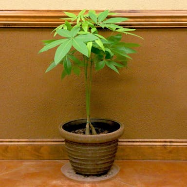 national-plant-network-house-plants-hd1072-64_1000.jpg
