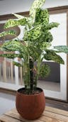 12.-Dieffenbachia-Sarah.jpg