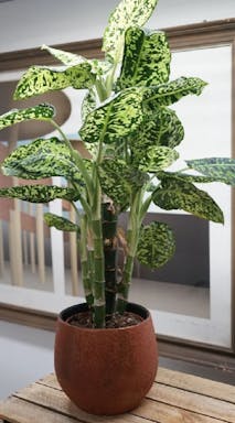 12.-Dieffenbachia-Sarah.jpg