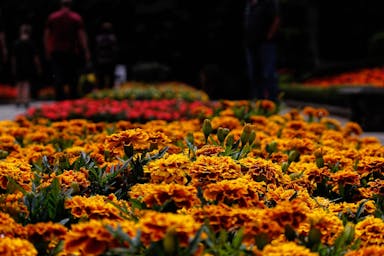orange and green leaves on ground