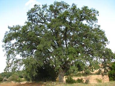 Quercus faginea.jpeg