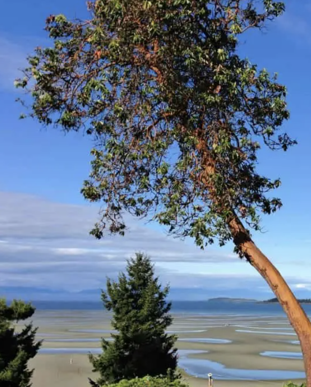 Screen Shot 2023-06-10 at 11.59.54 AM.png