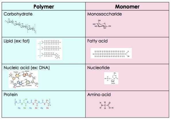 macromolecule_polymers_and_monomers.jpg