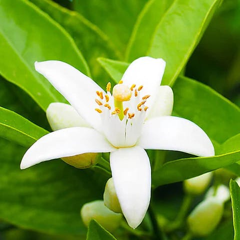 neroli-e1651395907379_480x480.webp