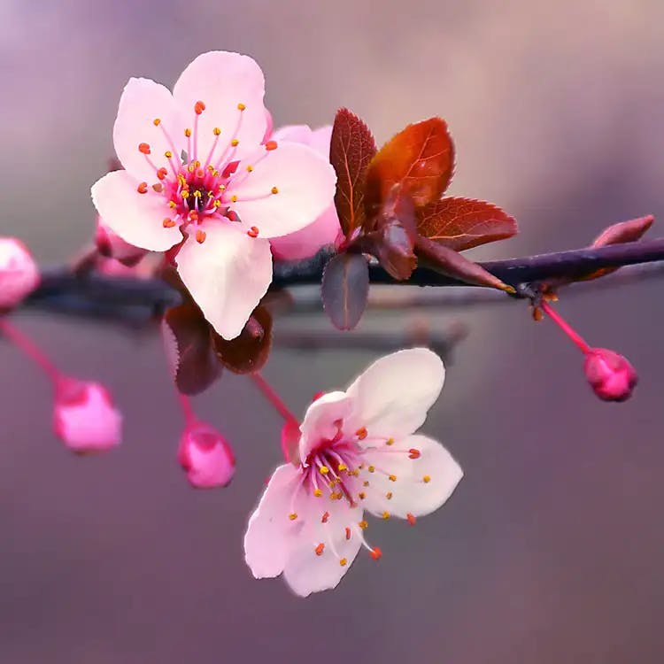 Japanese-Cherry-Blossom-Fragrance-Oil.webp