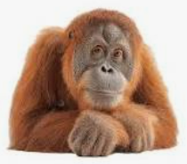 orang-oetam